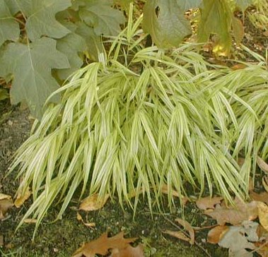 Hakonechloa macra'Aureola'