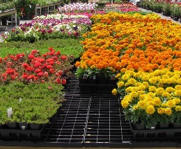 Annual Flowers