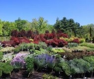 Nursery Stock